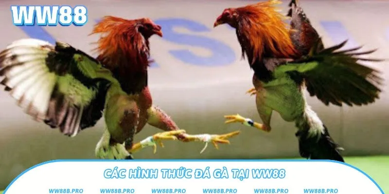 Những hình thức cược đá gà quen thuộc