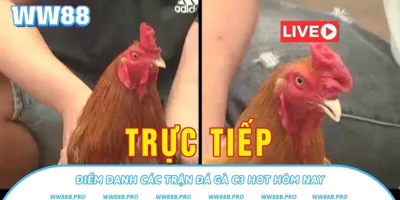 Các trận đấu đá gà thu hút người chơi