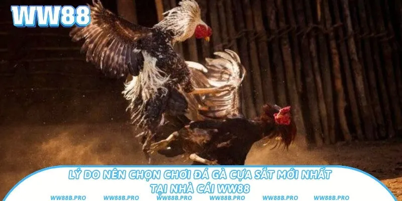 Ưu điểm khi chơi gà đá cựa sắt tại sân chơi