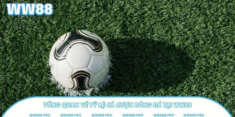 Tổng quan chung về khái niệm, các loại cược bóng đá phổ biến